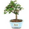 bonsai_carmona_2_anos_19_cm_13682_3_4812f27579fbf2c879cd19390704521e