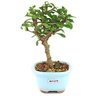 bonsai_carmona_2_anos_19_cm_13682_4_affacc4a292de94fd39096ddac8324a5