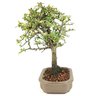 bonsai_piracanta_variegata_4_anos_30_cm_13746_2_d33bd93672b5d794694cd5e262622074