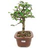 bonsai_carmona_3_anos_24_cm_13764_2_7acb5c80225adec8ac2cb62242d8162f