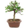 bonsai_carmona_3_anos_24_cm_13764_3_429559c808f7603e61d79e537694561a