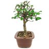 bonsai_carmona_3_anos_24_cm_13764_4_2f661431722a463f6c80f7fe563d6aeb