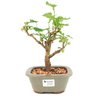 bonsai_amora_3_anos_26_cm_13770_1_3ec3ef1a50d920abc27fd7d5680aaaa1