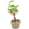 bonsai_amora_3_anos_26_cm_13770_2_5905b036aeda8ed28664b9501eb9fc6f