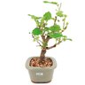 bonsai_amora_3_anos_26_cm_13770_4_7fd652ddc4c986c31d75ae386fd139f3