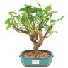 bonsai_amora_5_anos_33_cm_13784_1_833ceb125b1ea59b56f1c71deab90a81