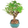 bonsai_amora_5_anos_33_cm_13784_2_1f7394a2e3469e792faf7e3b41926f5c