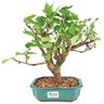 bonsai_amora_5_anos_33_cm_13784_3_83da0bbe5dac2c831524f68eb60fe7f3