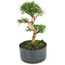 pre_bonsai_serissa_chinesa_8_anos_33_cm_13794_2_9807b0a500ba3b25a29a07fab96a17ce