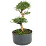 pre_bonsai_serissa_chinesa_8_anos_33_cm_13794_4_f3a095d5c85bc16f0ef96a043b5b5d8a