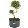 pre_bonsai_serissa_chinesa_8_anos_42_cm_13796_1_2aca79d7928d90d18dfc5b823740491e