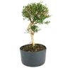 pre_bonsai_serissa_chinesa_8_anos_42_cm_13796_2_64ec8b59a234d33e997252a98d570502