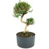 pre_bonsai_serissa_chinesa_8_anos_42_cm_13796_3_be9186f72948a0ef0b2892433751754a