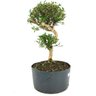 pre_bonsai_serissa_chinesa_8_anos_42_cm_13796_4_8632e63adf0784641b51d40cc810852a