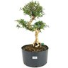 pre_bonsai_serissa_chinesa_8_anos_42_cm_13800_1_3e73a9a38384654743db9381635509a4