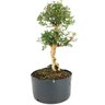 pre_bonsai_serissa_chinesa_8_anos_42_cm_13800_2_d31593eb10916e97f7e5ec4f71bc99ab