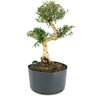 pre_bonsai_serissa_chinesa_8_anos_42_cm_13800_3_0242695caaf07cc05ac6efaa3cfeb64e
