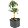 pre_bonsai_serissa_chinesa_8_anos_42_cm_13800_4_a9d14ec0bc8a29a469282ef63354dc83