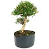 copia_pre_bonsai_serissa_chinesa_8_anos_42_cm_13802_2_1dc6528a0250a669d817e43405bc76aa