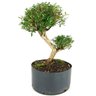 copia_pre_bonsai_serissa_chinesa_8_anos_42_cm_13802_3_d9b6eae703cb2e14a9821b40c7f55737