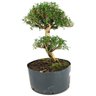 copia_pre_bonsai_serissa_chinesa_8_anos_42_cm_13802_4_7be30461dfb8a6f94078ea312aad5b29