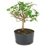 pre_bonsai_amora_4_anos_33_cm_13804_3_92c1ee58c24bd486c2705533f99c931d