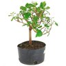 pre_bonsai_amora_4_anos_33_cm_13804_4_a909a1b65d3195da737d9e39fb9b8b5c