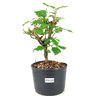 pre_bonsai_amora_3_anos_30_cm_13882_1_3b209c6c63d8dd83993d24f357bad093