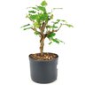pre_bonsai_amora_3_anos_30_cm_13882_2_1d486a11552ed1a831604e222b35198c