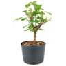 pre_bonsai_amora_3_anos_30_cm_13882_3_7b835219e2baded8c94dcb585d7b08af