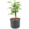 pre_bonsai_amora_3_anos_30_cm_13882_4_e7f61539f42709faf7472c8a48eefdc9