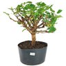 pre_bonsai_amora_7_anos_41_cm_13890_1_e32ebef987ba0330033b2b676b40800e