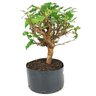 pre_bonsai_amora_7_anos_41_cm_13890_2_8ff40534f1c9d9a65d03a4bad2e0259a