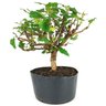 pre_bonsai_amora_7_anos_41_cm_13890_3_7f5809f5986cd0fc2209baf4a163f790