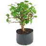 pre_bonsai_amora_7_anos_41_cm_13890_4_549e61a0c7ad9ffde5e145e9693b4271