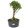 pre_bonsai_cambui_10_anos_44_cm_13896_1_5a9b696ebf69e2aba9bf57973fdd2a0e