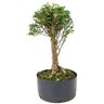 pre_bonsai_cambui_10_anos_44_cm_13896_2_72d8ac902799d4a789a8e029fb1c70a2
