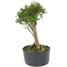 pre_bonsai_cambui_10_anos_44_cm_13896_3_069f37648fb0cb8d8828141a7ca59788