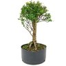 pre_bonsai_cambui_10_anos_44_cm_13896_4_9330220e472c3092a5574852d106f13f