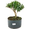 pre_bonsai_cereja_silvestre_4_anos_30_cm_13902_1_6d9629dbab41dd5c474d3c0bda6fb802