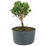 pre_bonsai_cereja_silvestre_4_anos_30_cm_13902_2_e1aac741d86972717e5638020a86ae7b