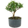 pre_bonsai_cereja_silvestre_4_anos_30_cm_13902_3_96d456b873ea356cb7e0200b13d03967