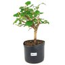 pre_bonsai_amora_4_anos_34_cm_13916_1_b361d364f88a77a57f6cc9369e5864e0
