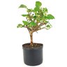 pre_bonsai_amora_4_anos_34_cm_13916_3_bd204fcfae76536b5fff4d2de1d56d3b