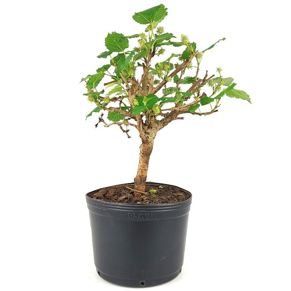 pre_bonsai_amora_4_anos_34_cm_13916_4_3828d3df266858a1846c2ada50b74a5d