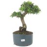 pre_bonsai_caliandra_rosa_8_anos_38_cm_13940_1_2db38c11287afcd4a3fa6095f0100546