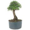pre_bonsai_caliandra_rosa_8_anos_38_cm_13940_2_563c6ee725360b07f9db5e6c2573953d