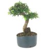 pre_bonsai_caliandra_rosa_8_anos_38_cm_13940_3_c9eac2229ece5c5b9b81c1b9aee09489