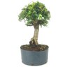 pre_bonsai_caliandra_rosa_8_anos_38_cm_13940_4_fbe752c26c2e5b23a58fa24e20d23149