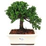 bonsai_procumbens_7_anos_28_cm_13958_1_12d82c3a3c7dc11b10ff778982fc3a2b